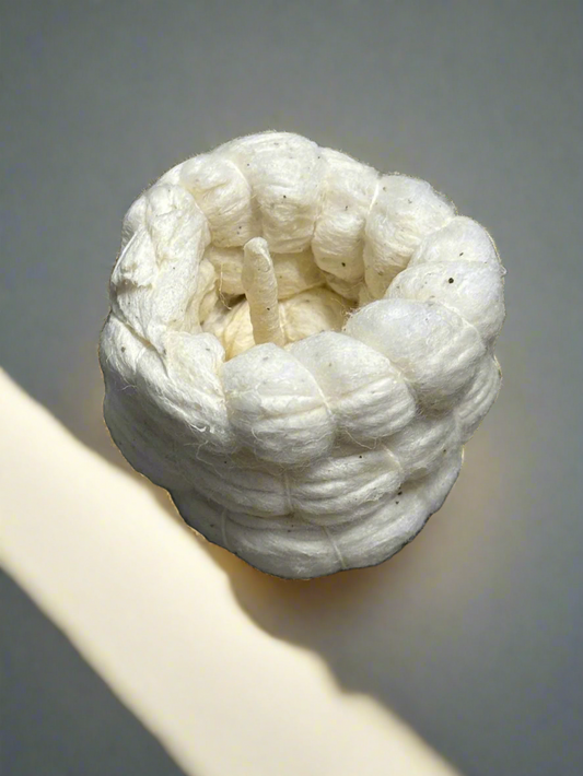 Cotton Wicks (Ginne Vothi)